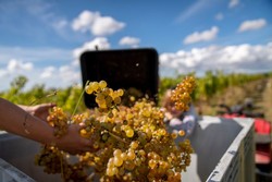 Ash Ridge Harvest Day 2025 GA